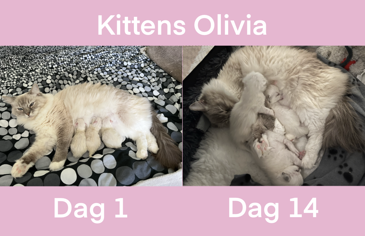 Kitten update